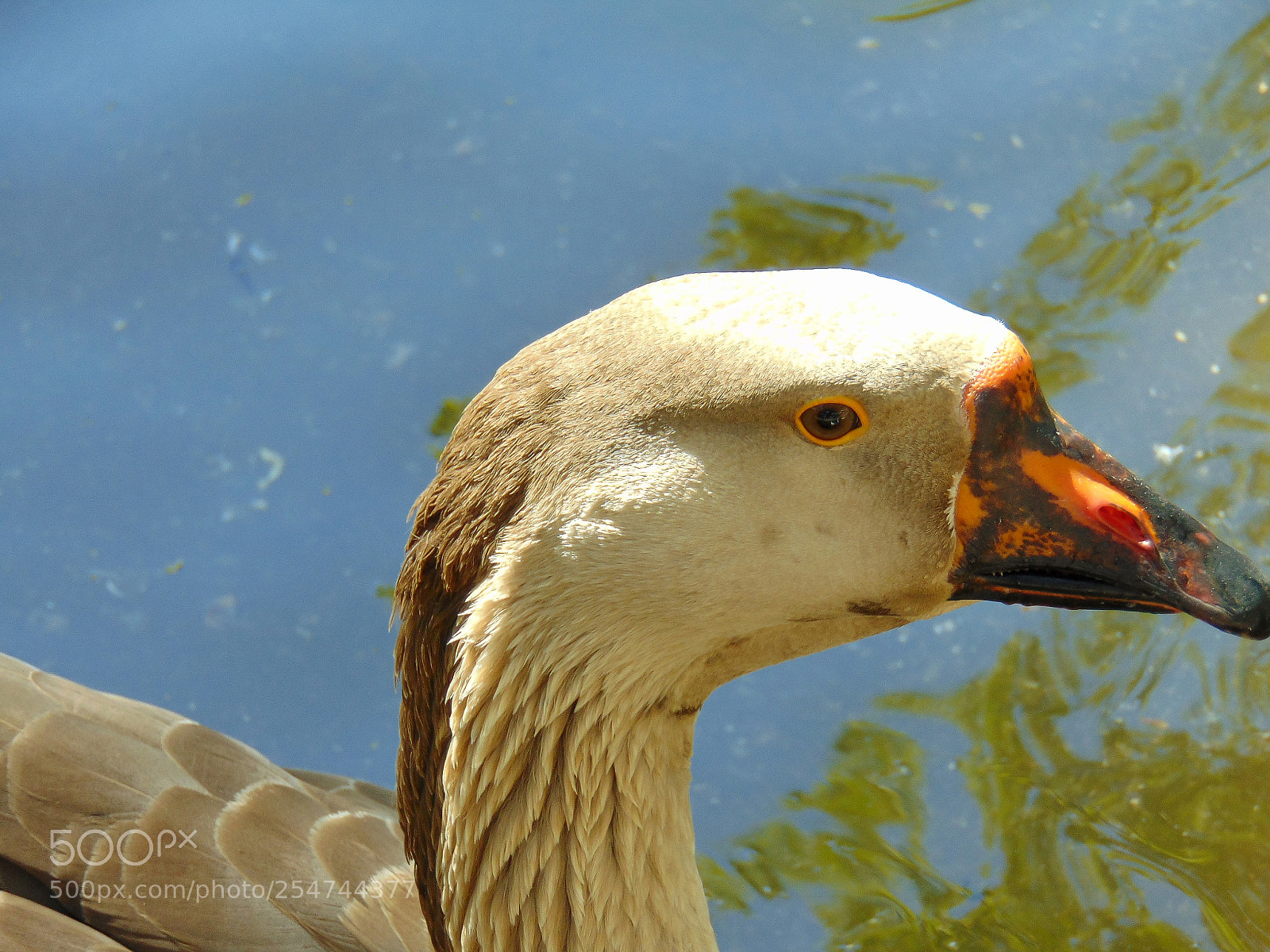 Sony Cyber-shot DSC-H300 sample photo. Duck photography