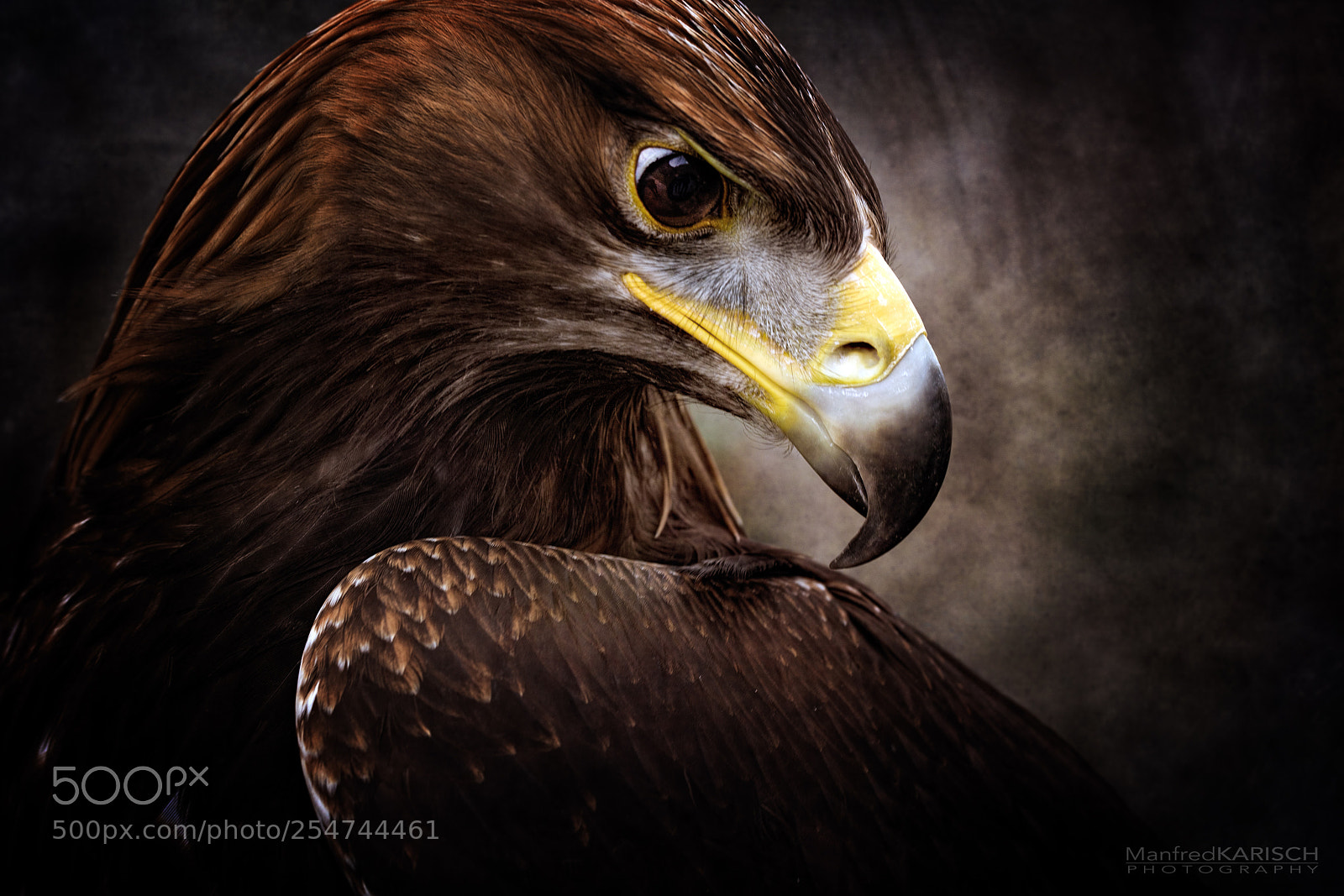 Canon EOS-1D X sample photo. Golden eagle photography