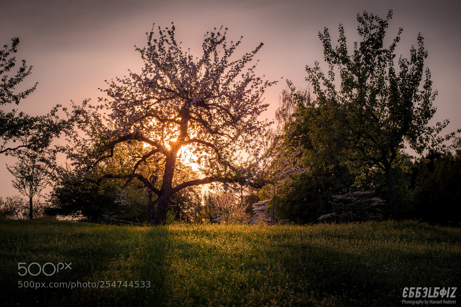 Sony ILCA-77M2 sample photo. Spring glow photography