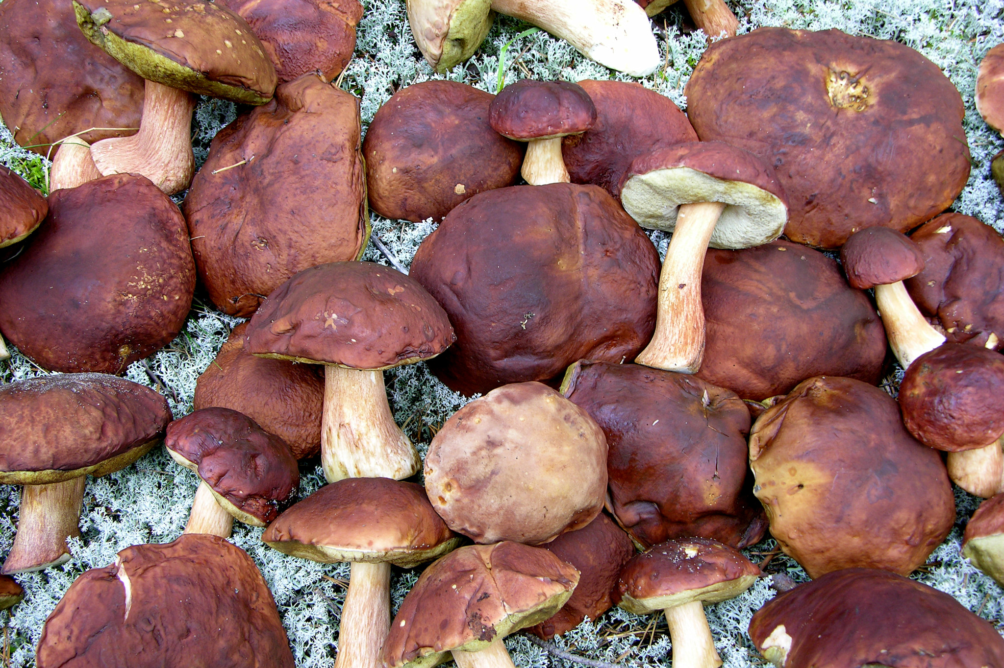 Nikon E8700 sample photo. Mushrooms photography