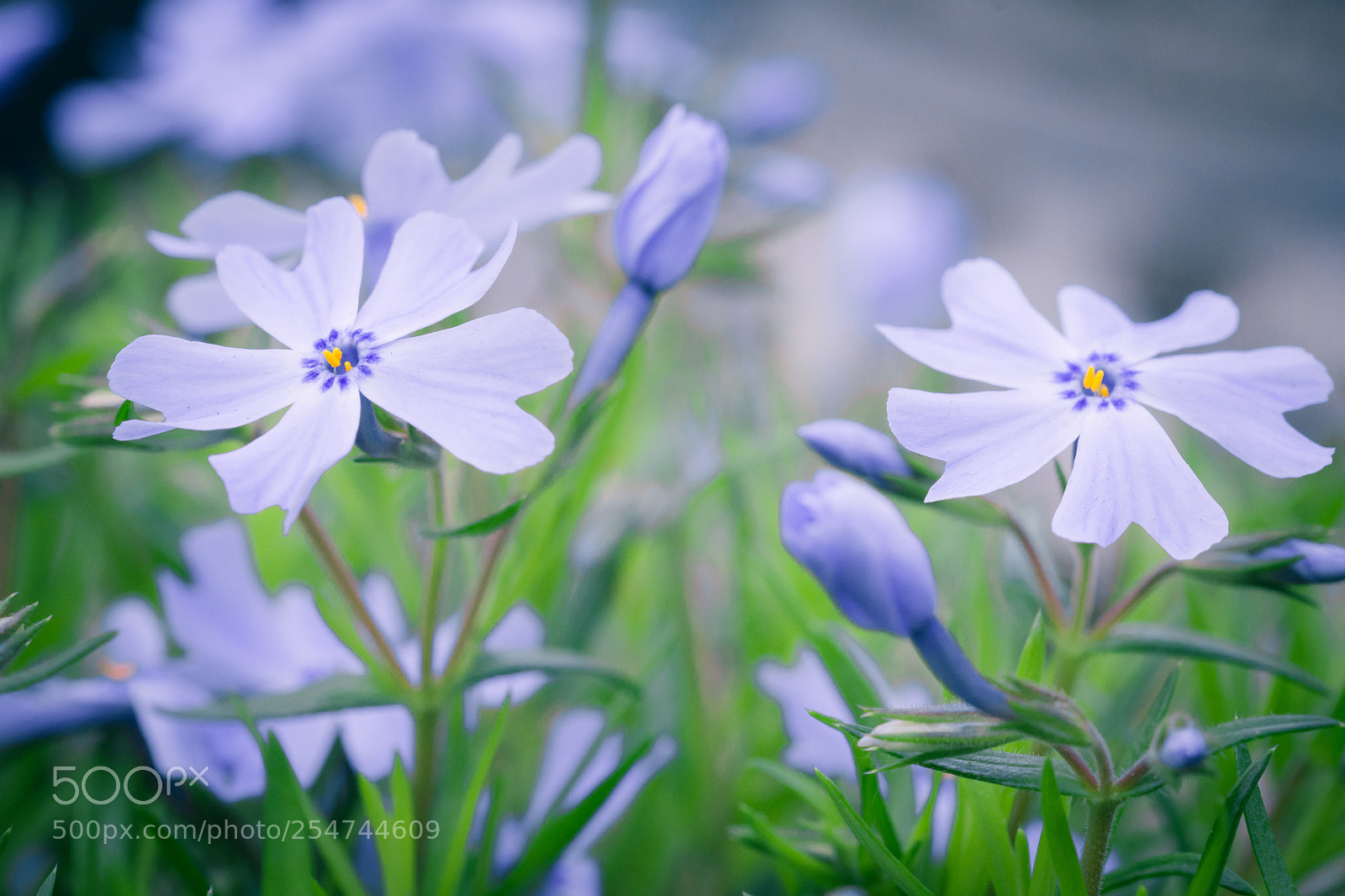 Nikon D7200 sample photo. Floxbleu photography