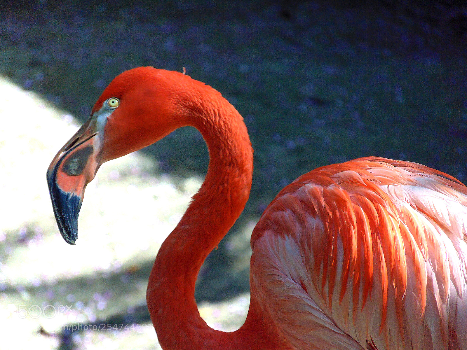 Sony Cyber-shot DSC-H300 sample photo. Dsc photography
