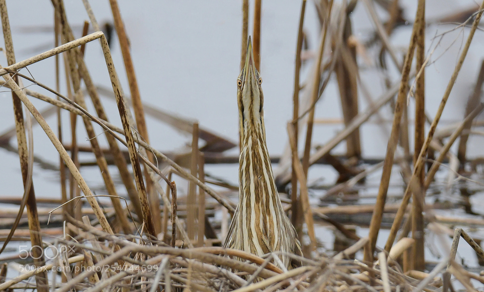 Nikon D850 sample photo. Can you see the photography