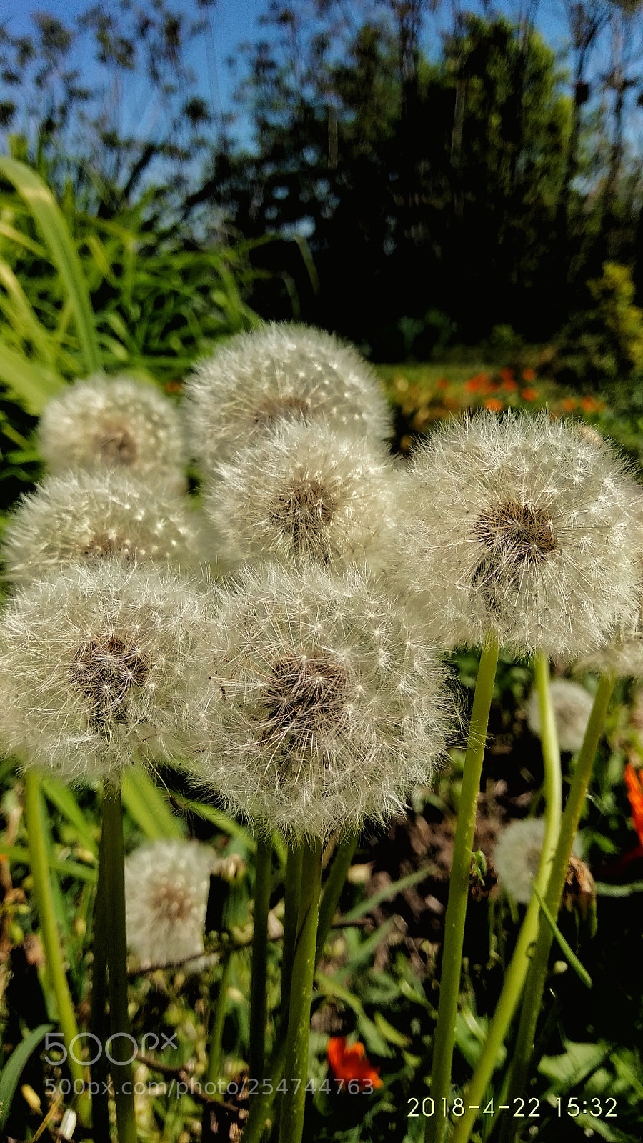 Xiaomi Redmi Note 4 sample photo. Untitled photography