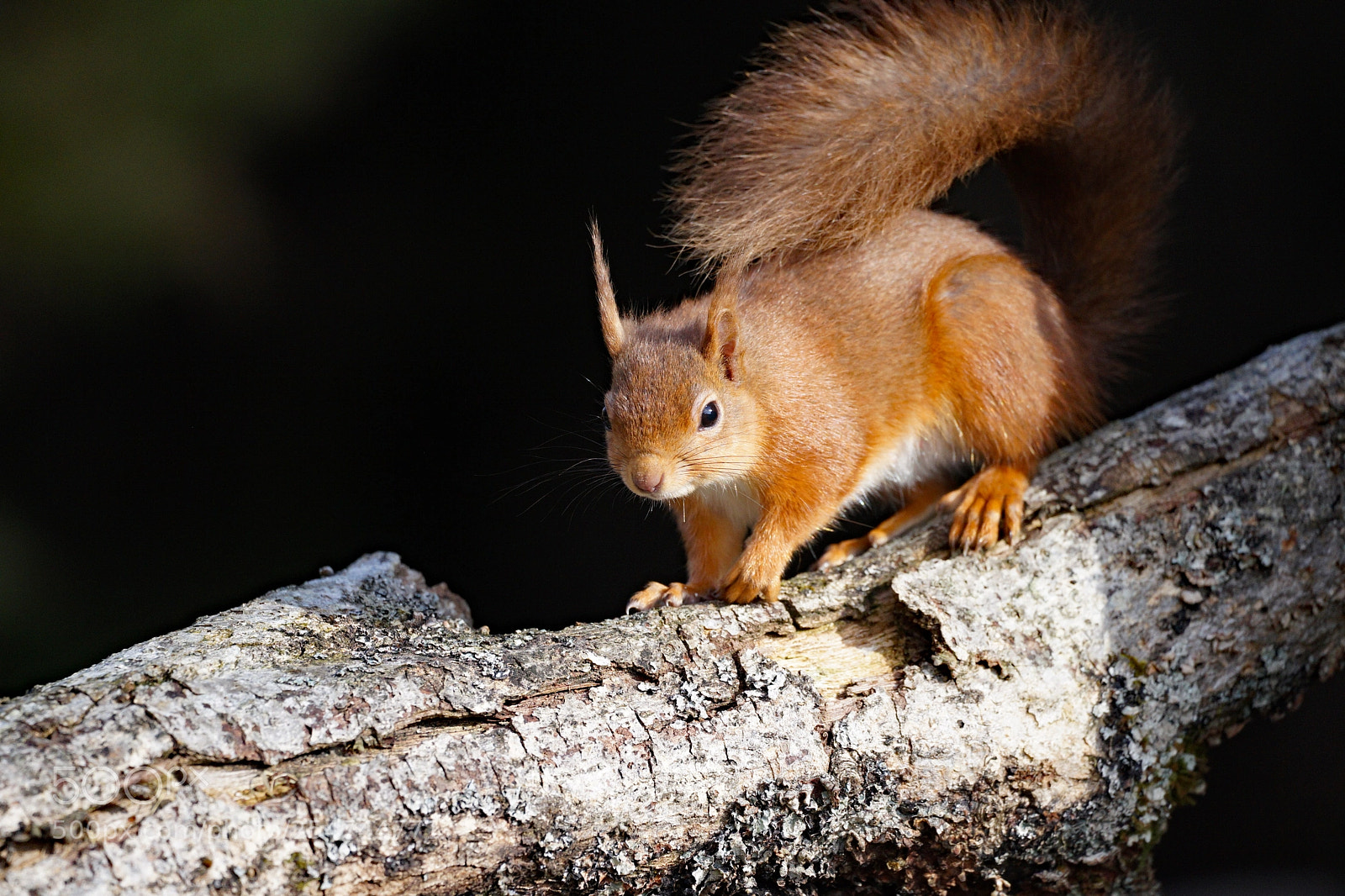 Sony a7 sample photo. Red squirrel, scottish highlands photography