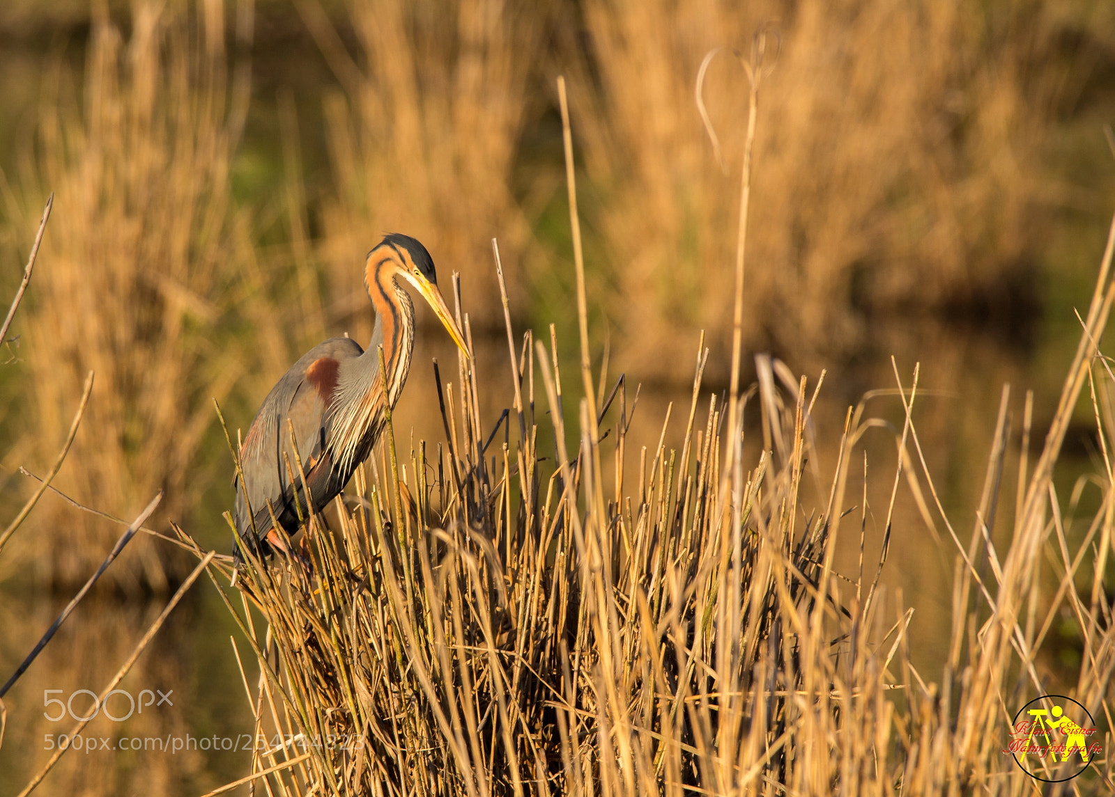 Canon EOS 700D (EOS Rebel T5i / EOS Kiss X7i) sample photo. Purpurreiher / purple heron photography