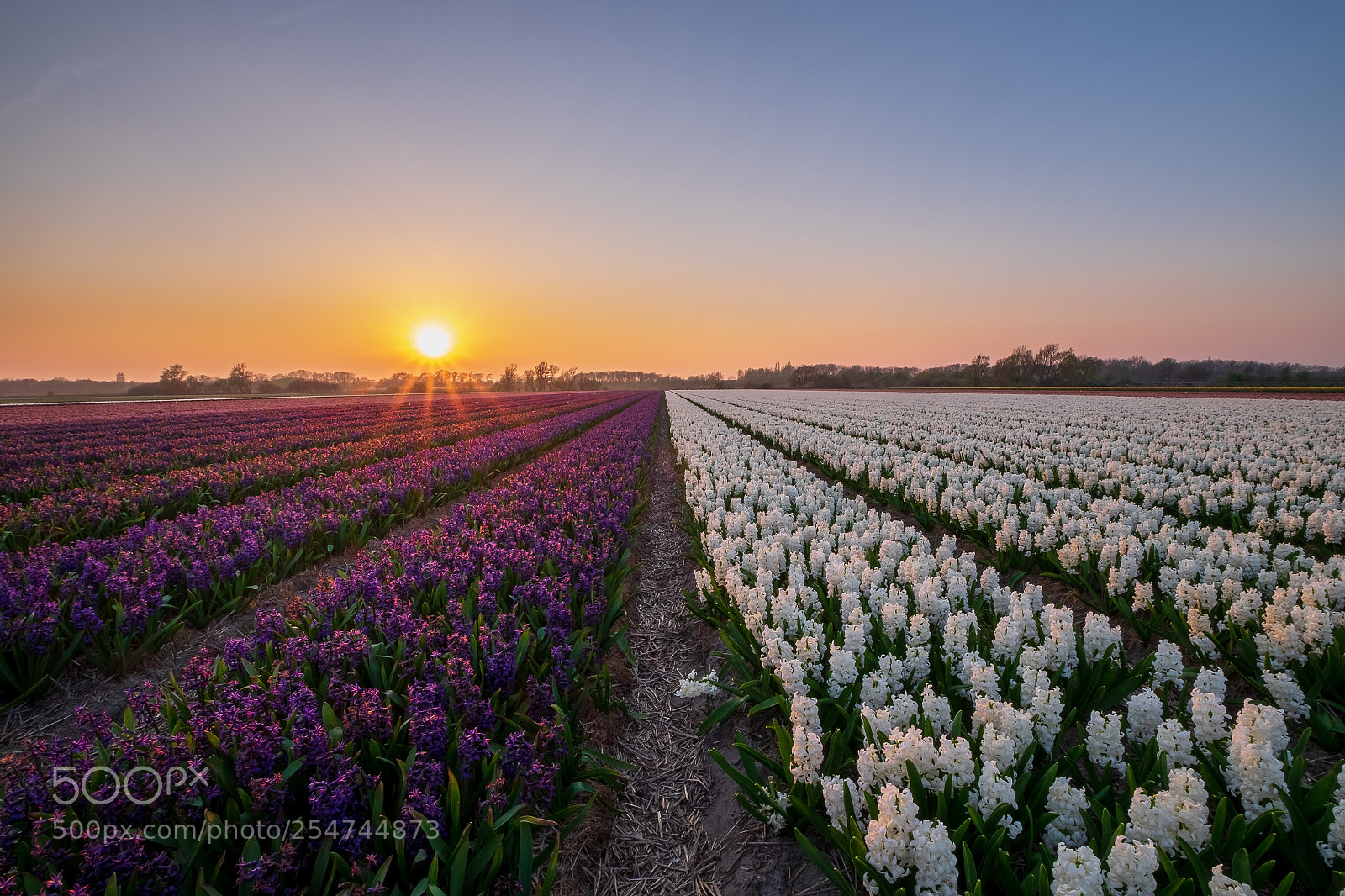 Fujifilm X-T1 sample photo. Geur en kleur in photography