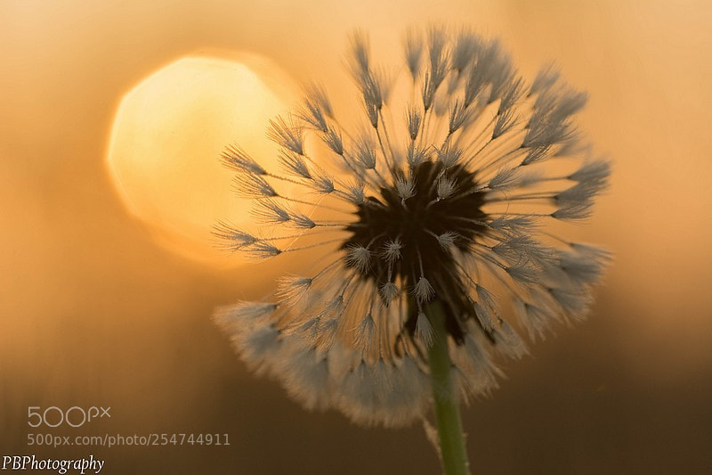 Nikon D7100 sample photo. Zonsopkomst photography