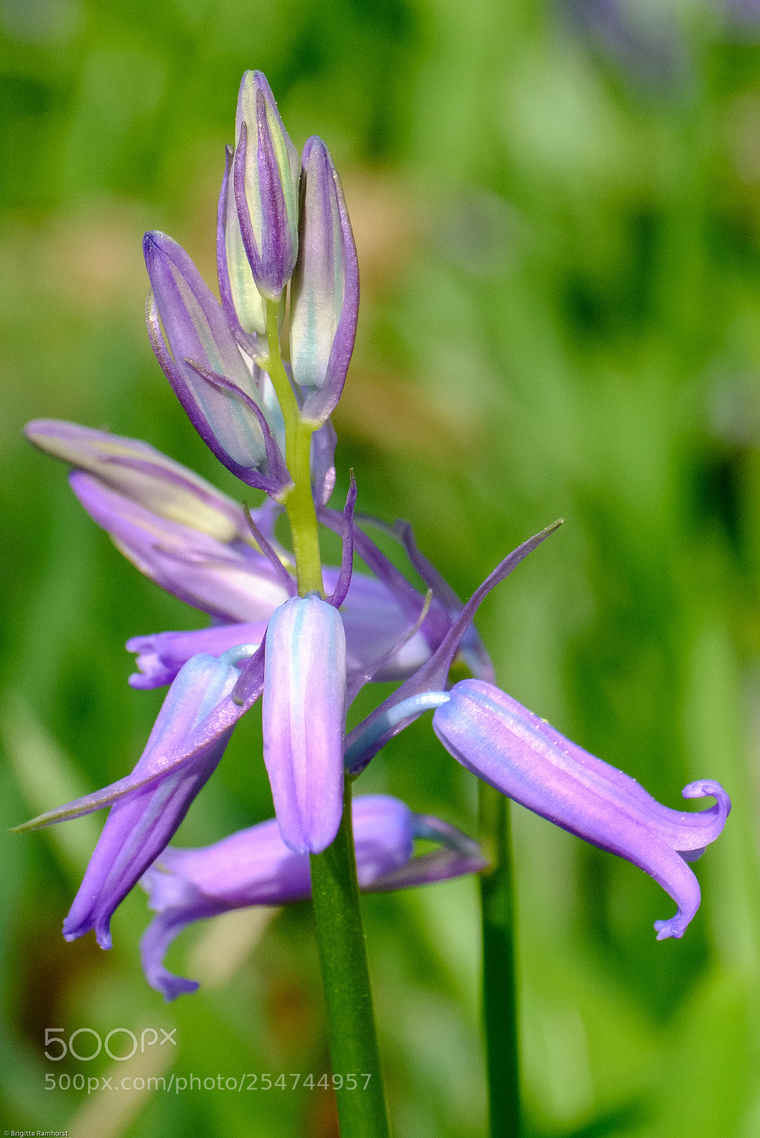 Fujifilm X-T2 sample photo. Blue bells photography