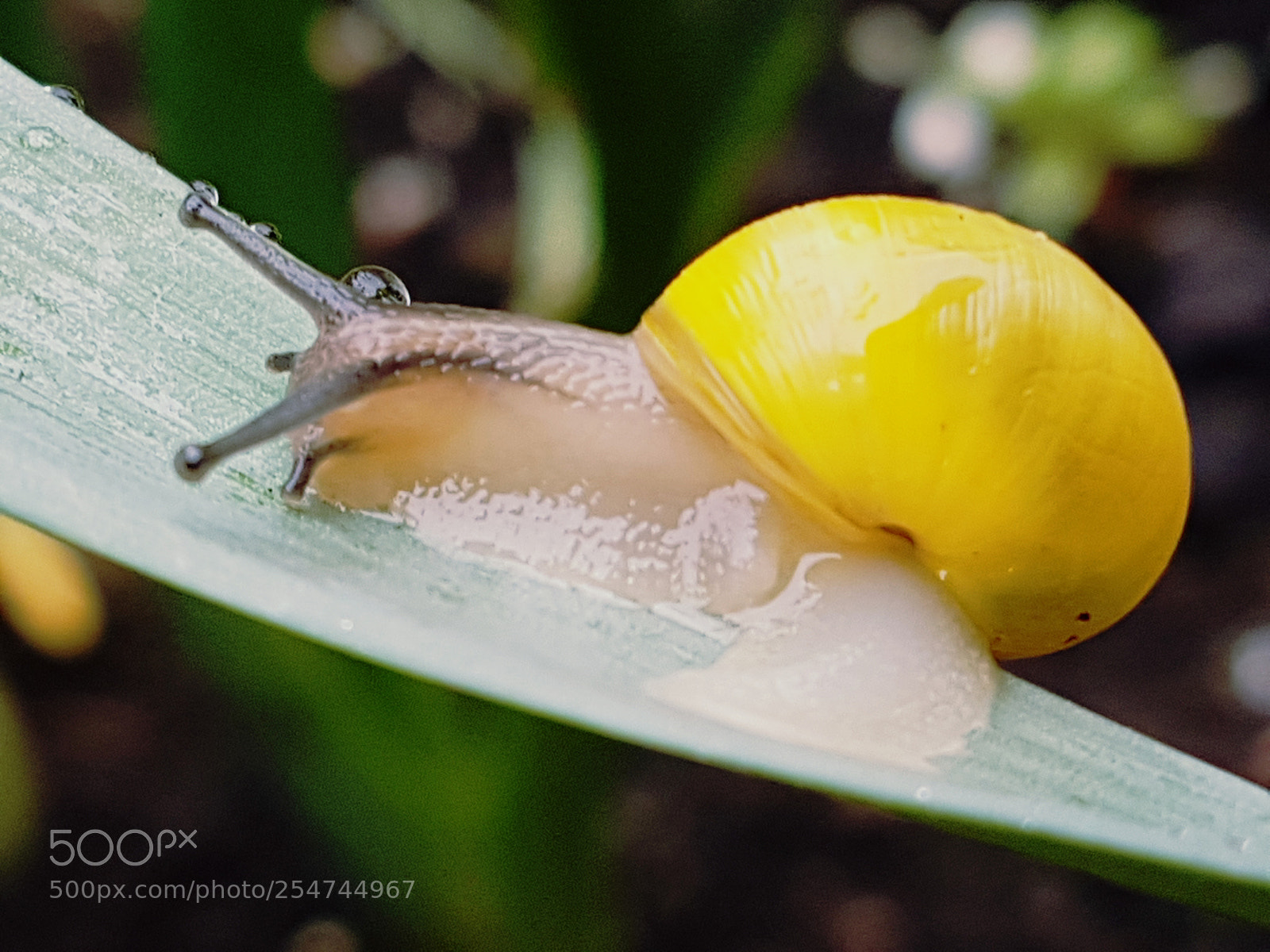 Samsung Galaxy S7 sample photo. Yellow snail photography