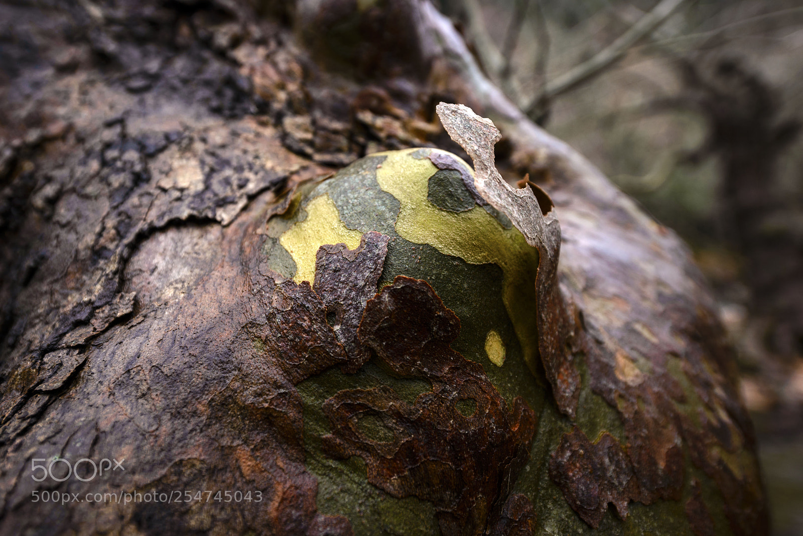Nikon D600 sample photo. *** photography