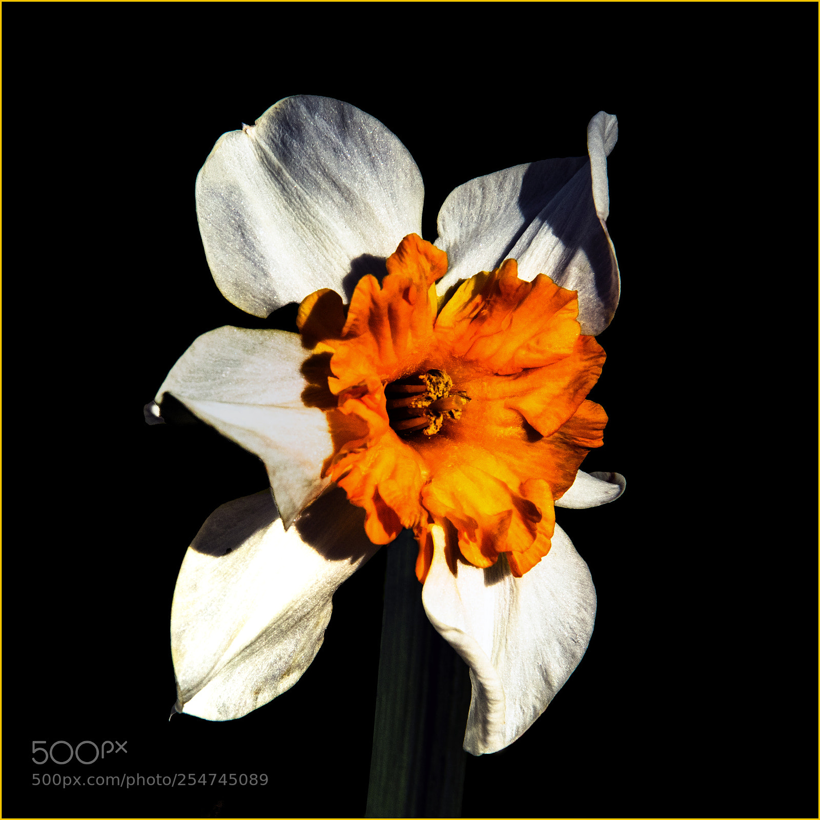 Canon EOS 7D Mark II sample photo. Le  dernier narcisse photography