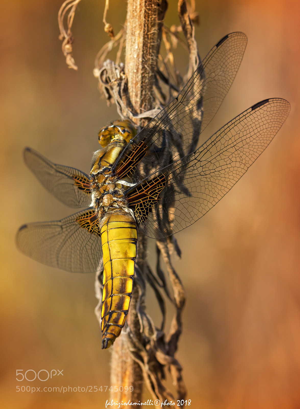 Canon EOS 7D Mark II sample photo. Broad-bodied chaser photography