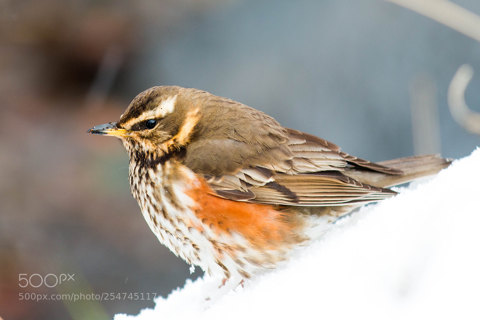 Canon EOS 70D sample photo. Redwing photography