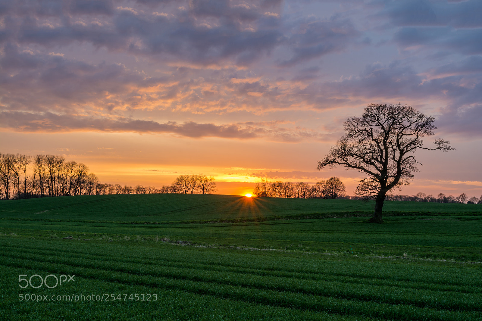 Nikon D7100 sample photo. Sonne hinter feldern photography