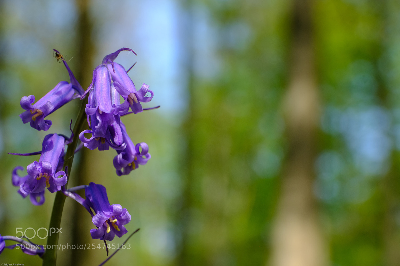 Fujifilm X-T2 sample photo. Blue bells photography