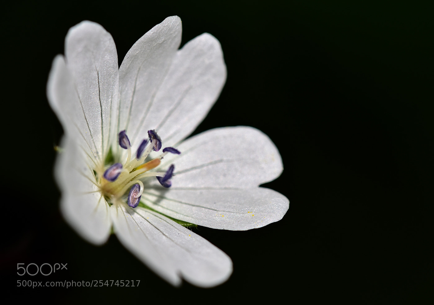 Nikon D7200 sample photo. 22.04.2018 - 1 photography