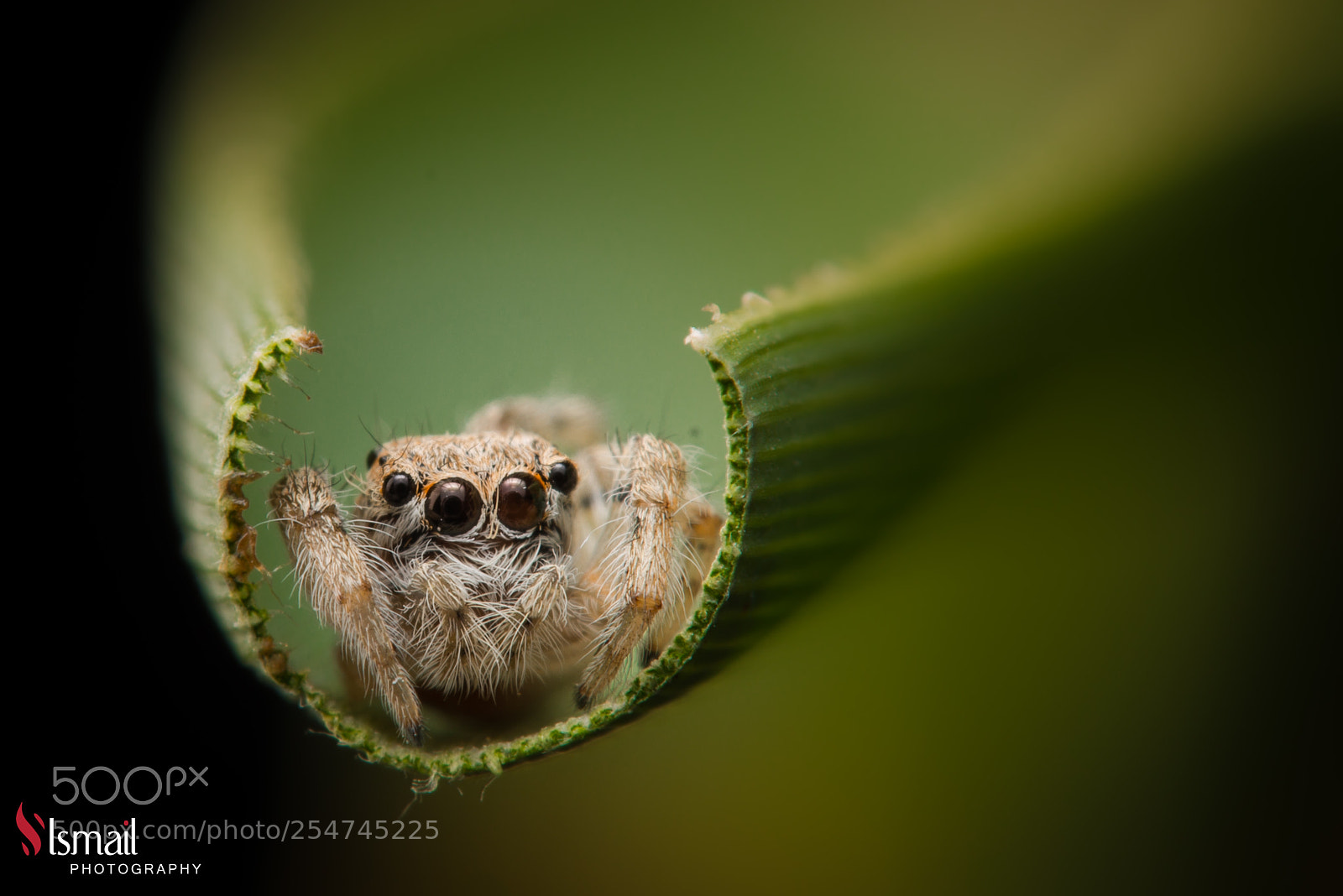 Nikon D800 sample photo. Macro spider photography