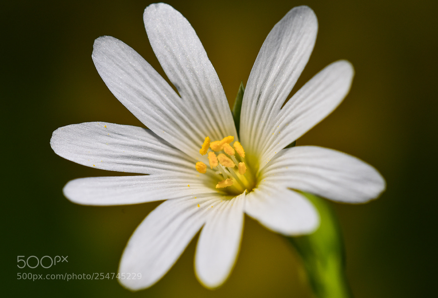 Nikon D7200 sample photo. 22.04.2018 - 3 photography