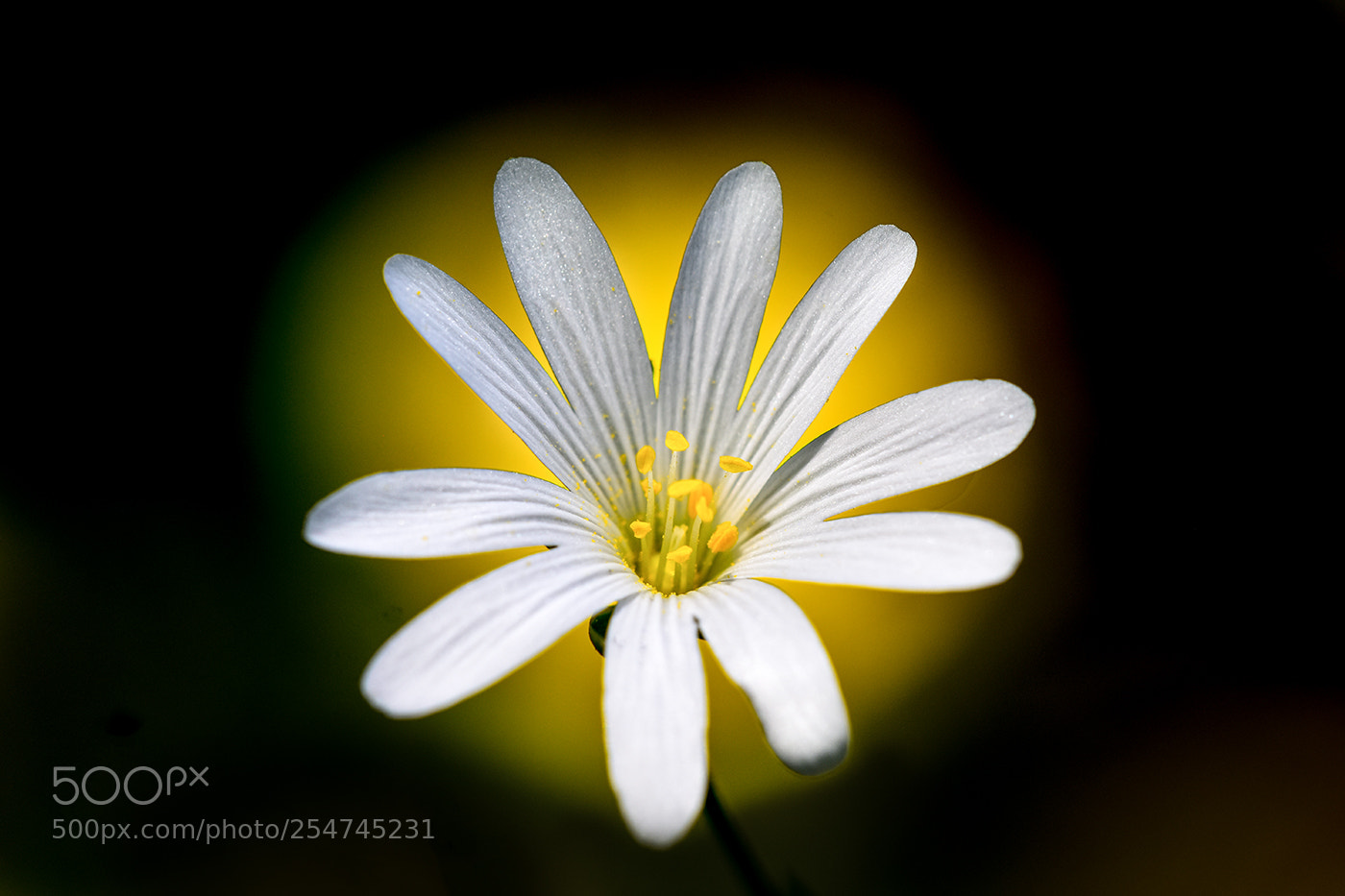 Nikon D7200 sample photo. 22.04.2018 - 4 photography