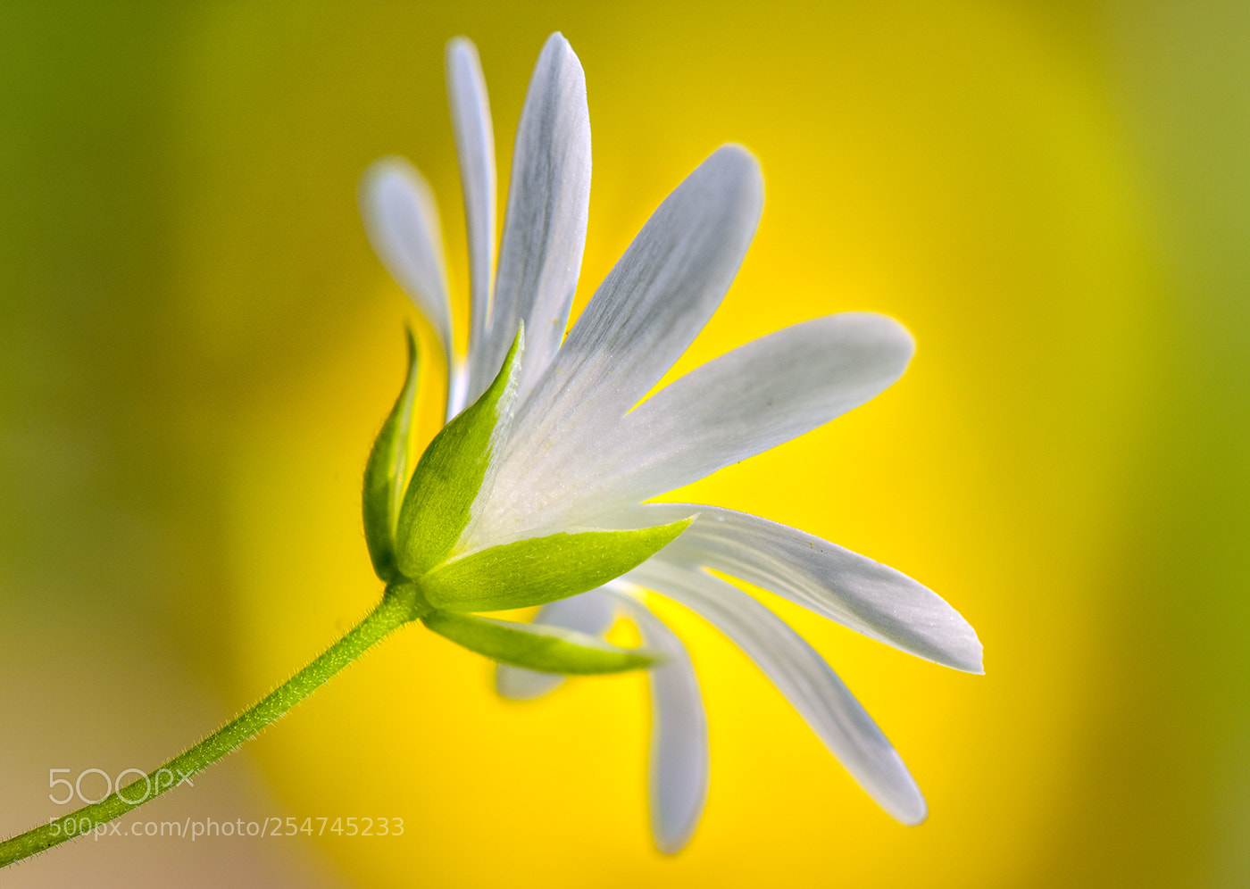 Nikon D7200 sample photo. 22.04.2018 - 5 photography