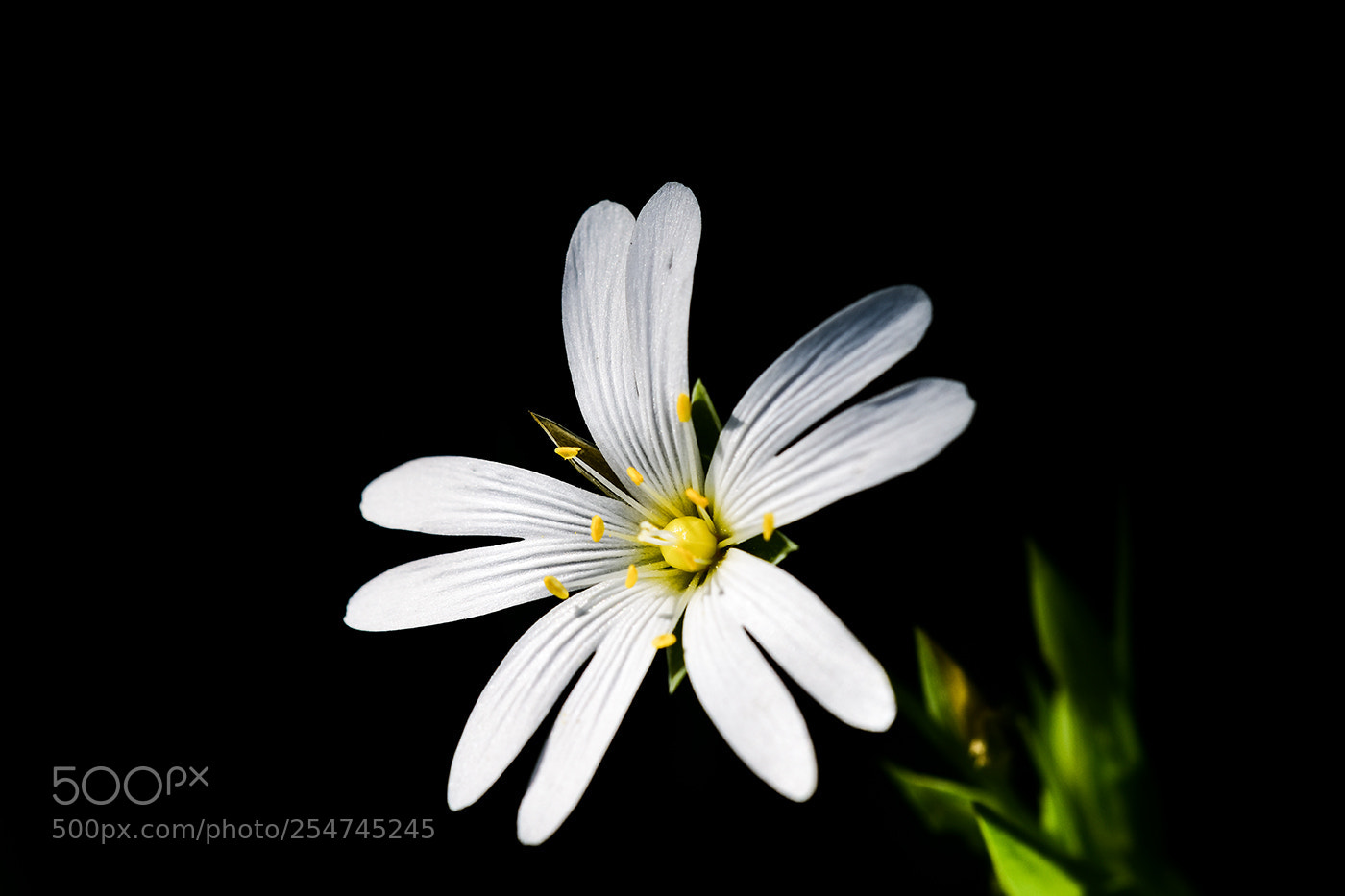 Nikon D7200 sample photo. 22.04.2018 - 6 photography