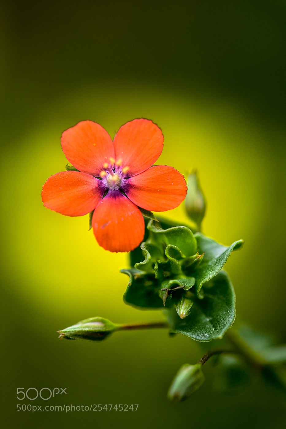 Nikon D7200 sample photo. 22.04.2018 - 7 photography