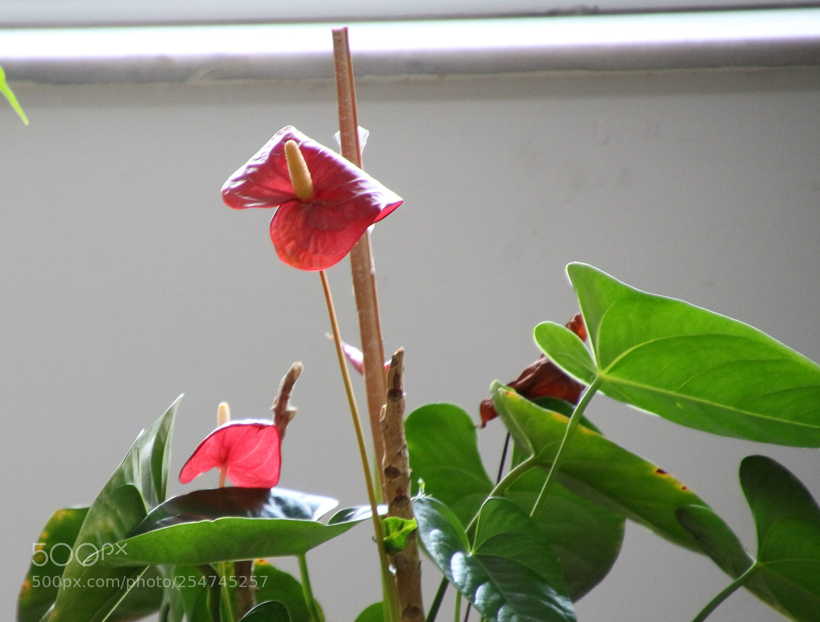 Canon EOS 100D (EOS Rebel SL1 / EOS Kiss X7) sample photo. Untitled photography