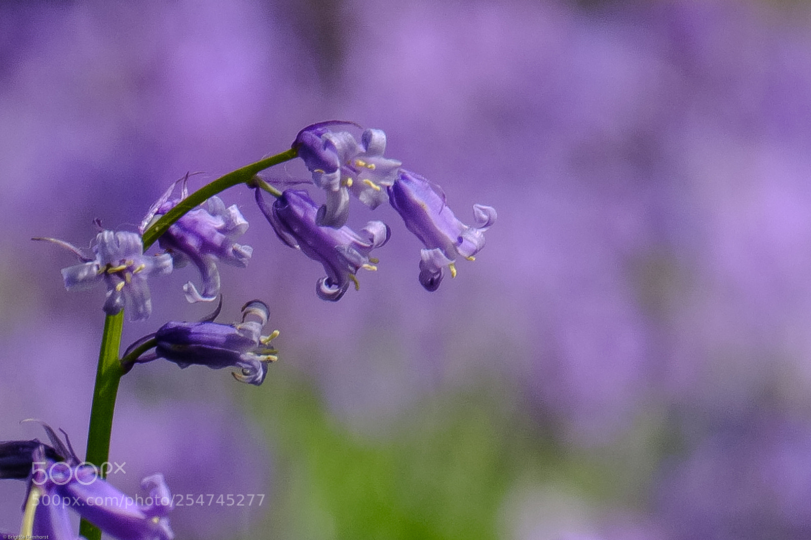Fujifilm X-T2 sample photo. Blue bells photography