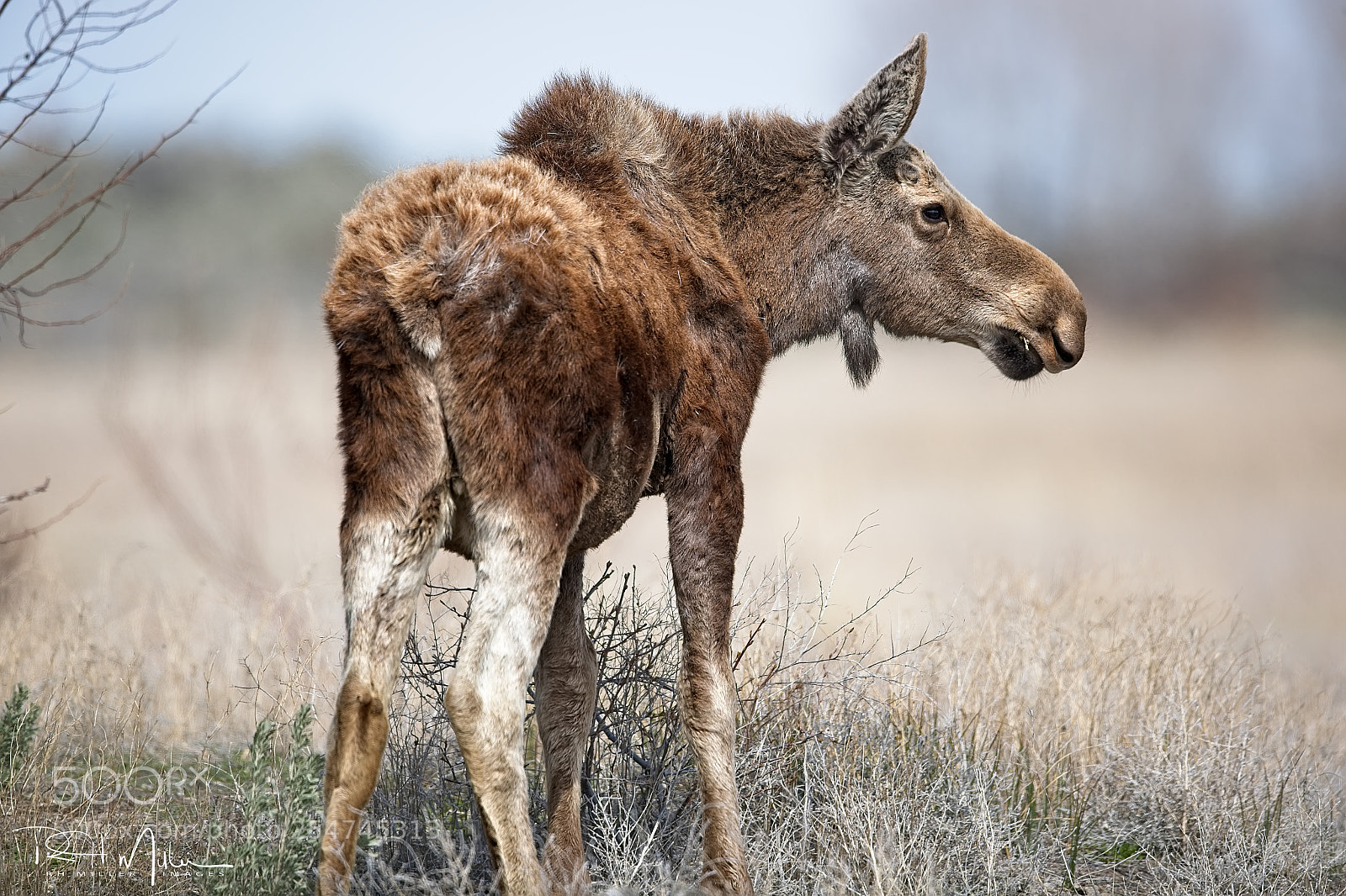 Canon EOS-1D X Mark II sample photo. Marsh moose photography