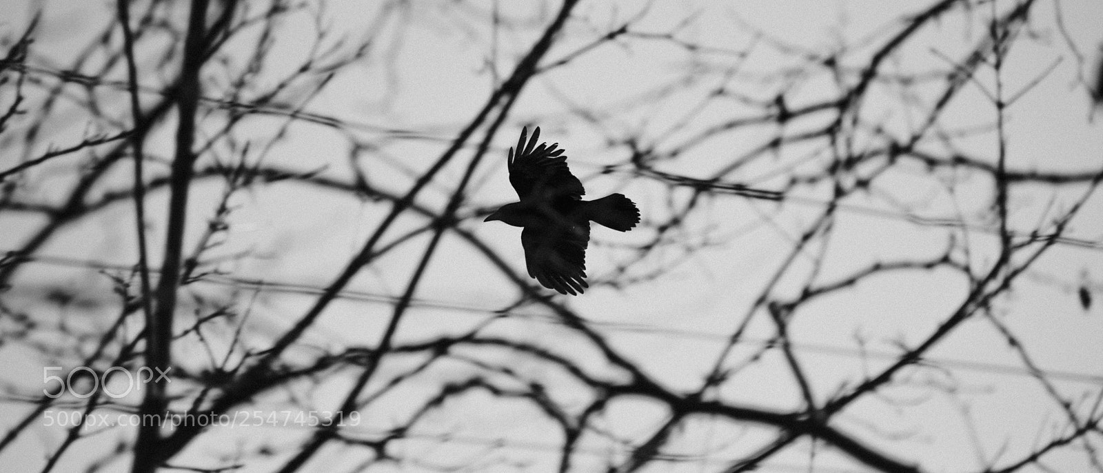 Sony a7S II sample photo. Vancouver in b&w photography