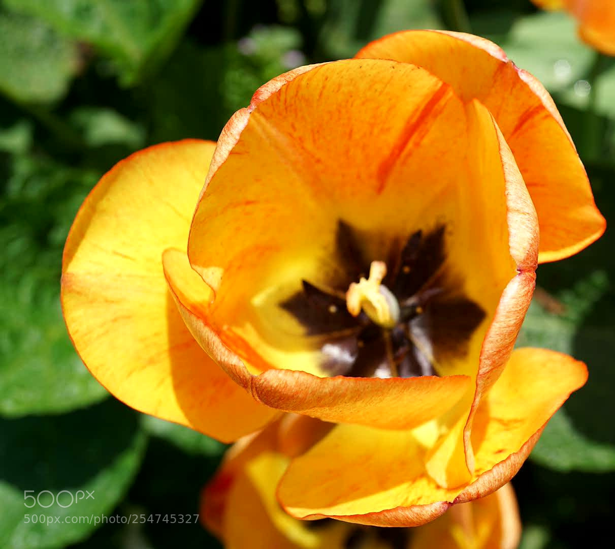 Sony a6000 sample photo. Tulip photography