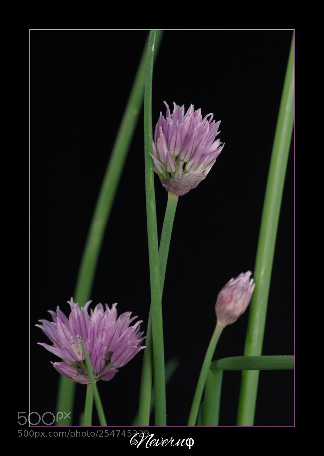 Pentax K-S2 sample photo. Chive flower photography