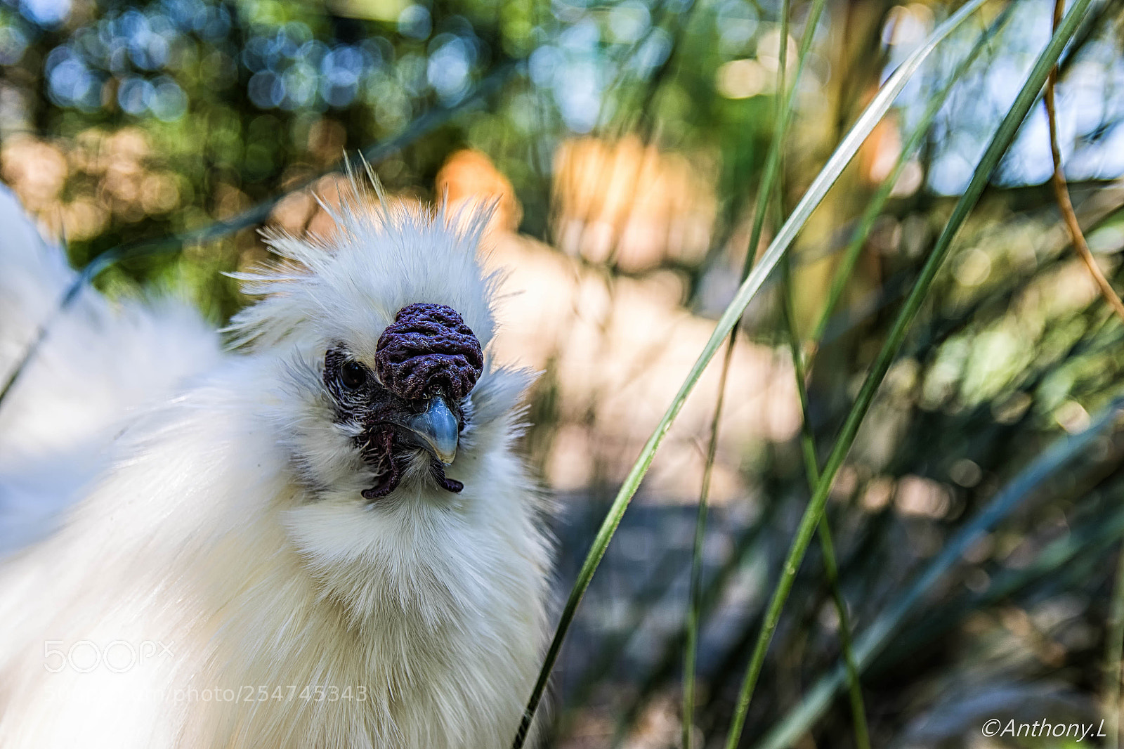 Canon EOS 7D Mark II sample photo. Poule soie photography