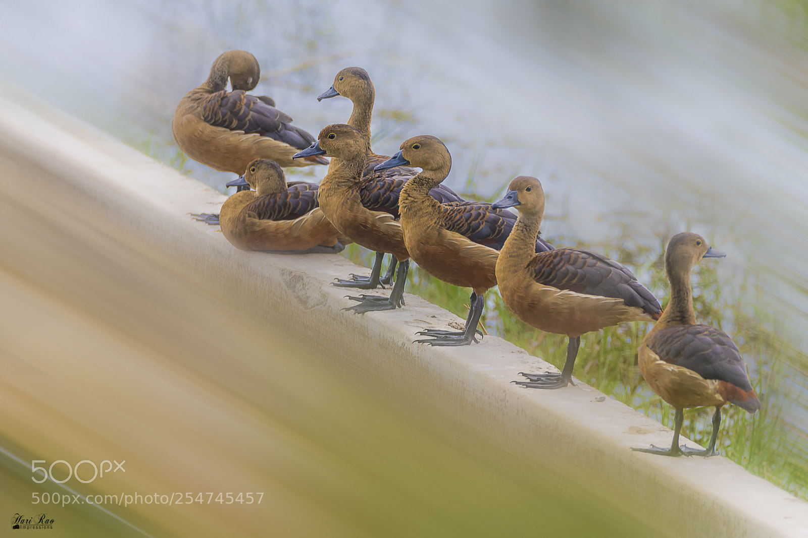 Nikon D810 sample photo. Lesser whistling ducks.. photography