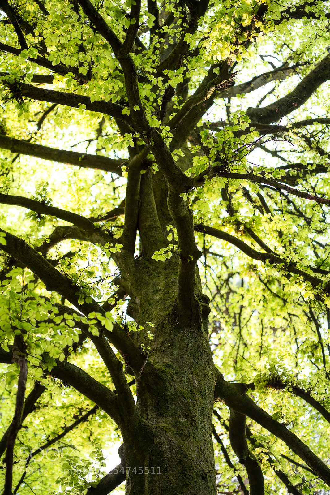 Nikon D850 sample photo. Spring foliage photography