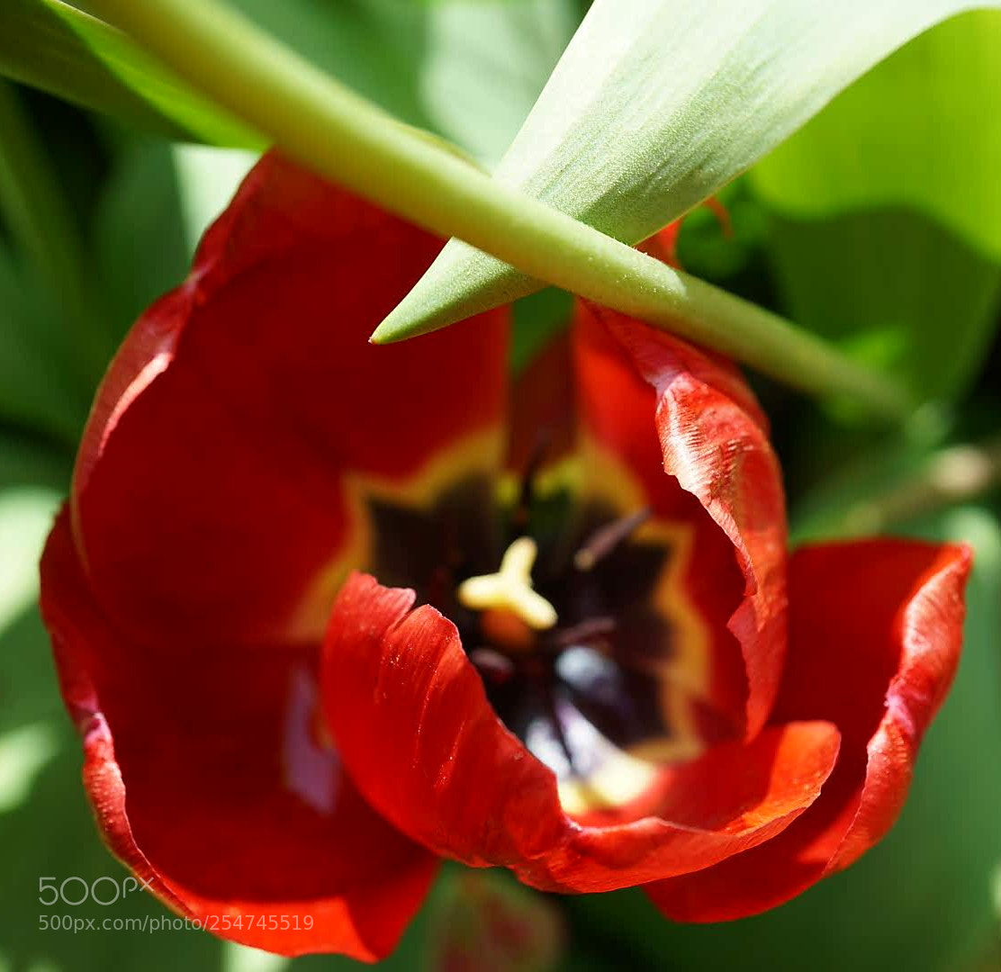Sony a6000 sample photo. Red tulip photography