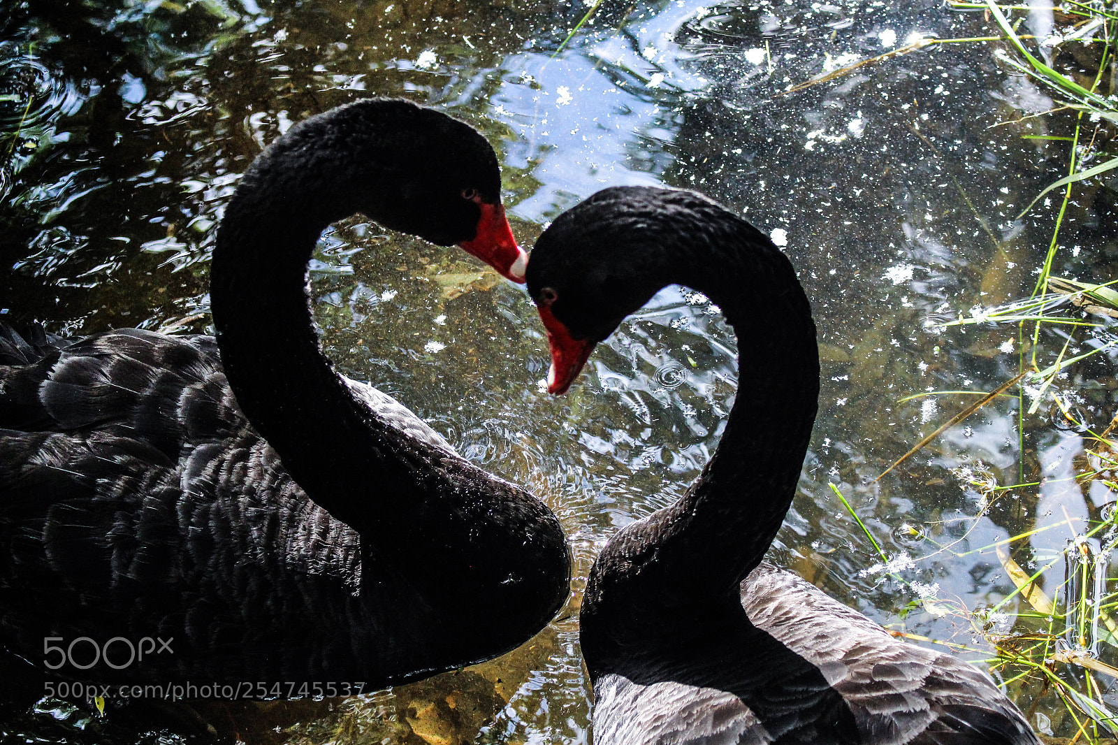 Canon EOS 700D (EOS Rebel T5i / EOS Kiss X7i) sample photo. Couple black swan make photography