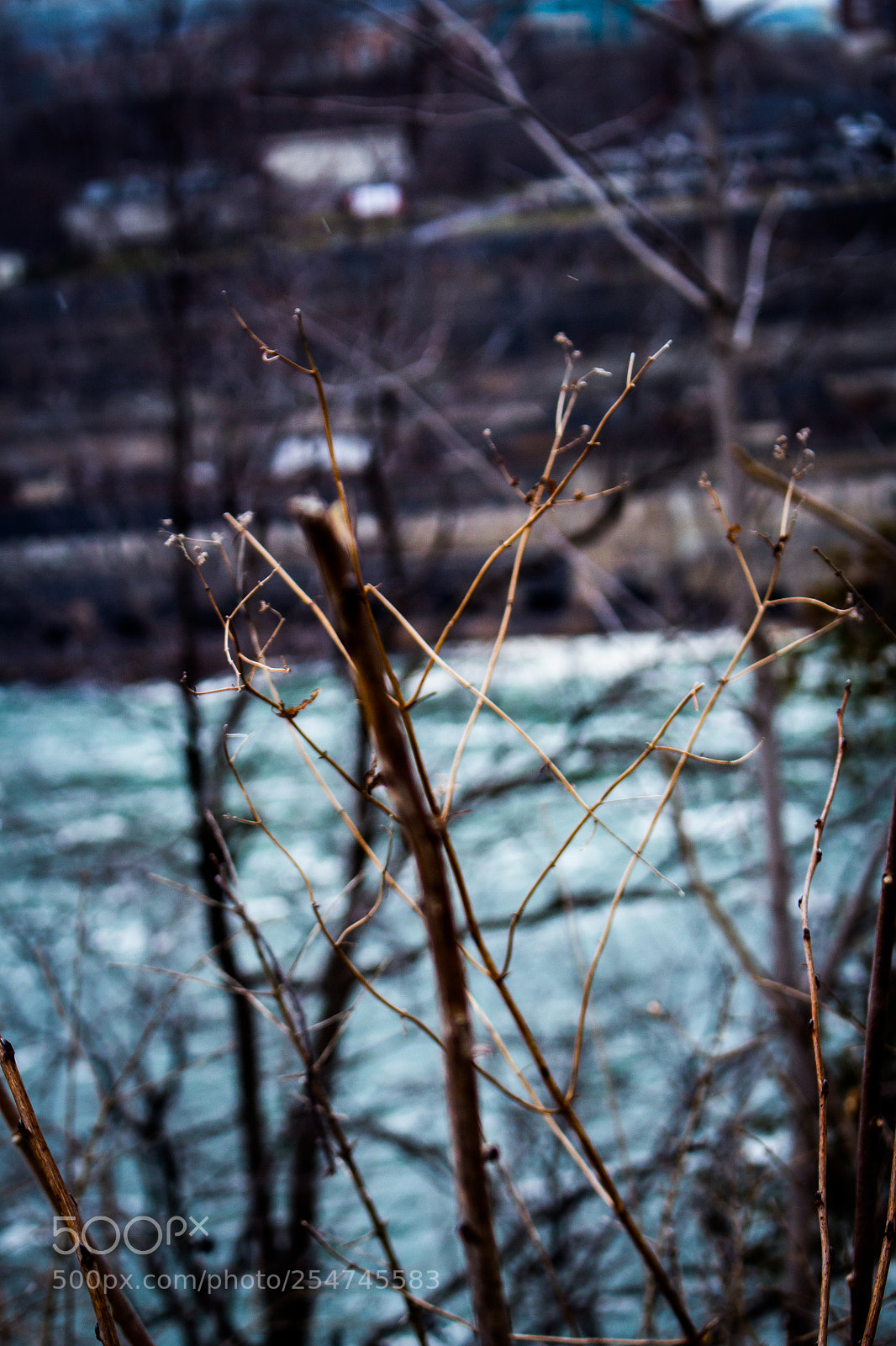 Canon EOS 700D (EOS Rebel T5i / EOS Kiss X7i) sample photo. Branches in front of photography