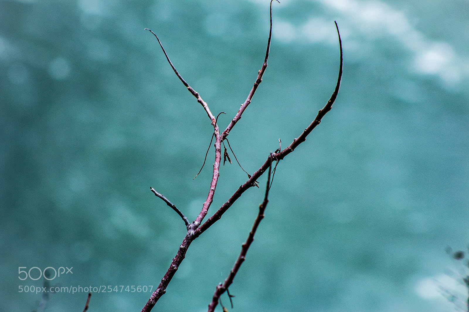 Canon EOS 700D (EOS Rebel T5i / EOS Kiss X7i) sample photo. Branch with water photography