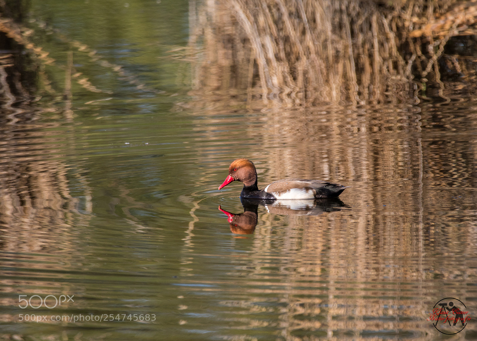 Canon EOS 5D Mark IV sample photo. Kolbenente red-crested pochard netta photography