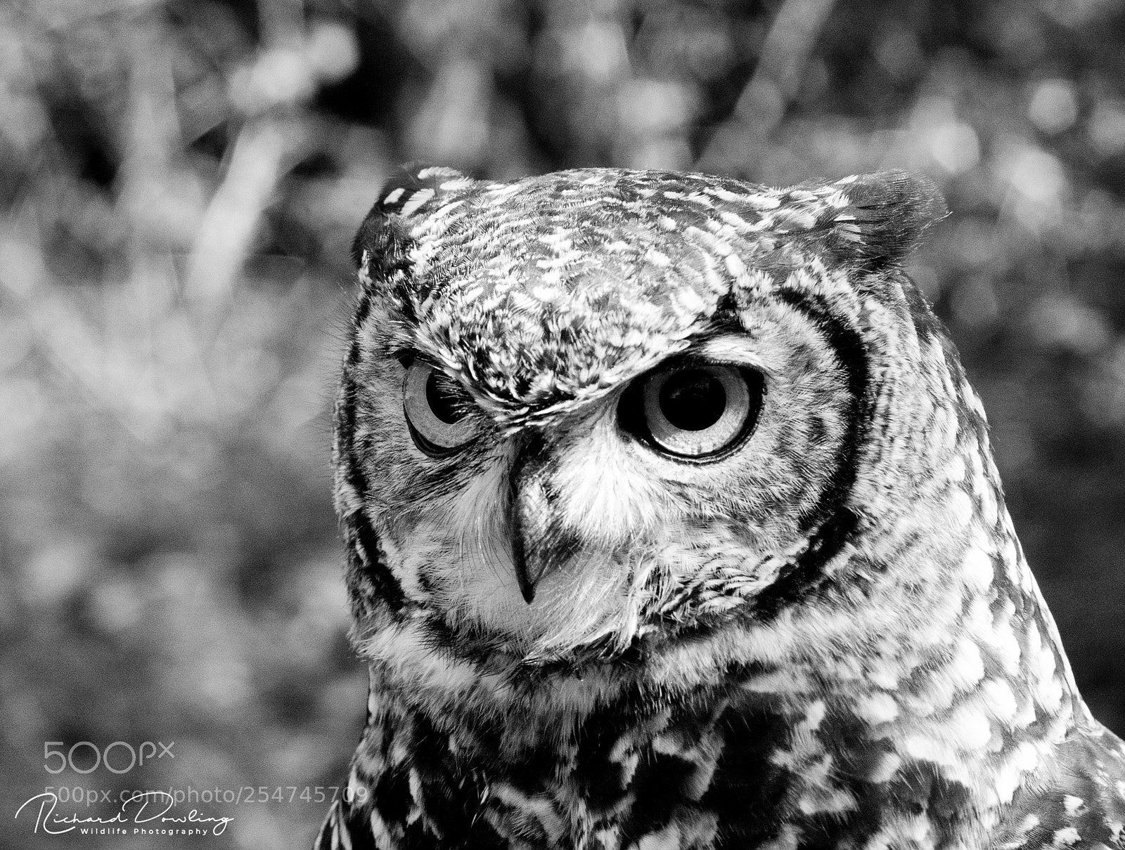 Canon EOS 7D sample photo. Eurasian eagle owl photography