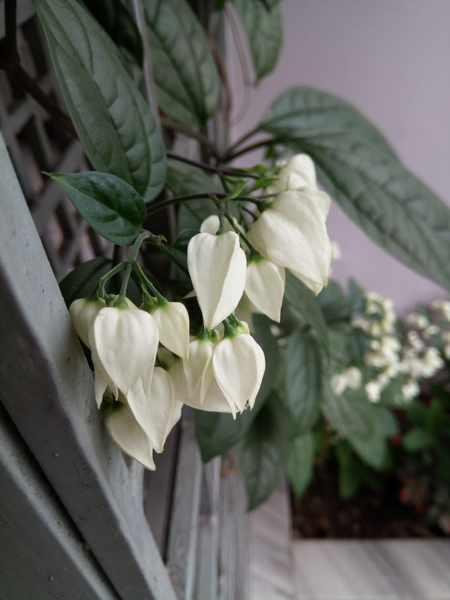 GIONEE A1 lite sample photo. Flower photography