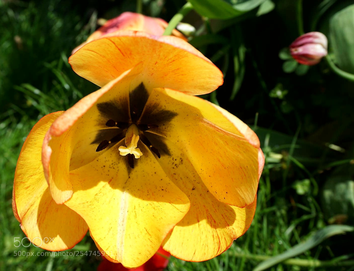 Sony a6000 sample photo. Tulip photography