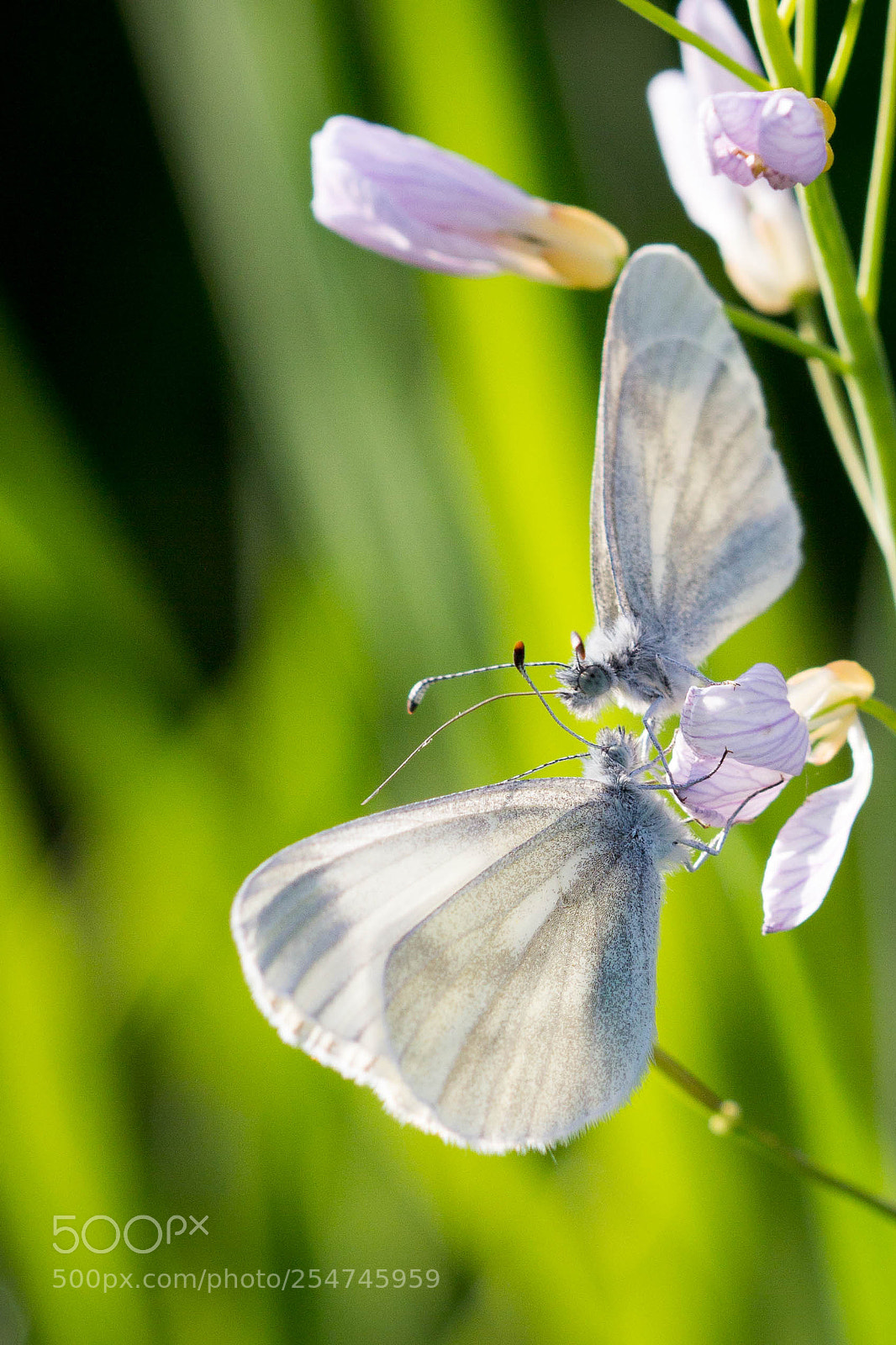 Canon EOS 60D sample photo. Two photography
