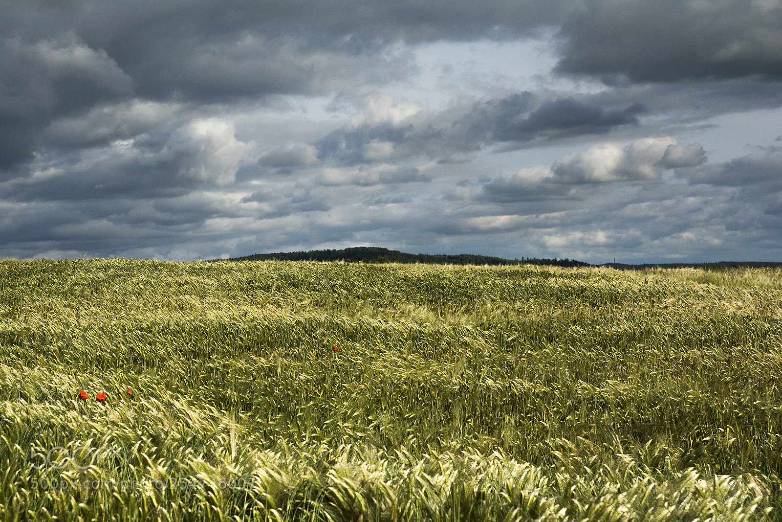 Nikon D7100 sample photo. Golden field photography