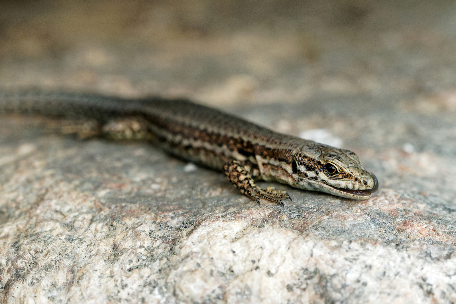 Canon EOS 80D sample photo. Common wall lizard photography