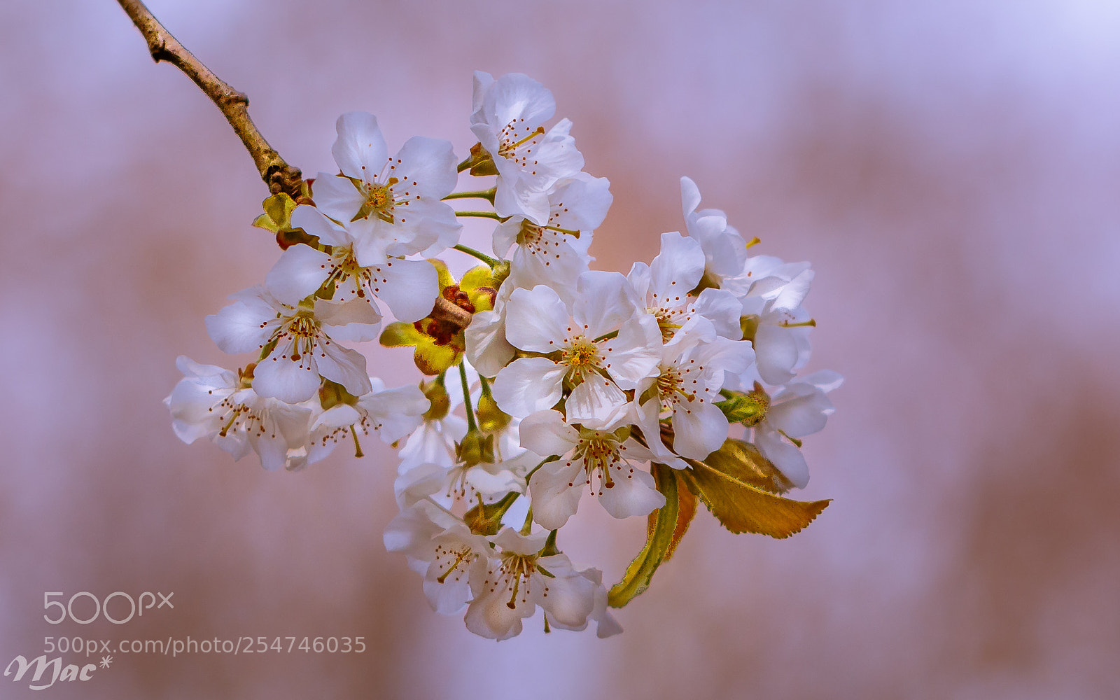 Canon EOS 70D sample photo. Blossom photography