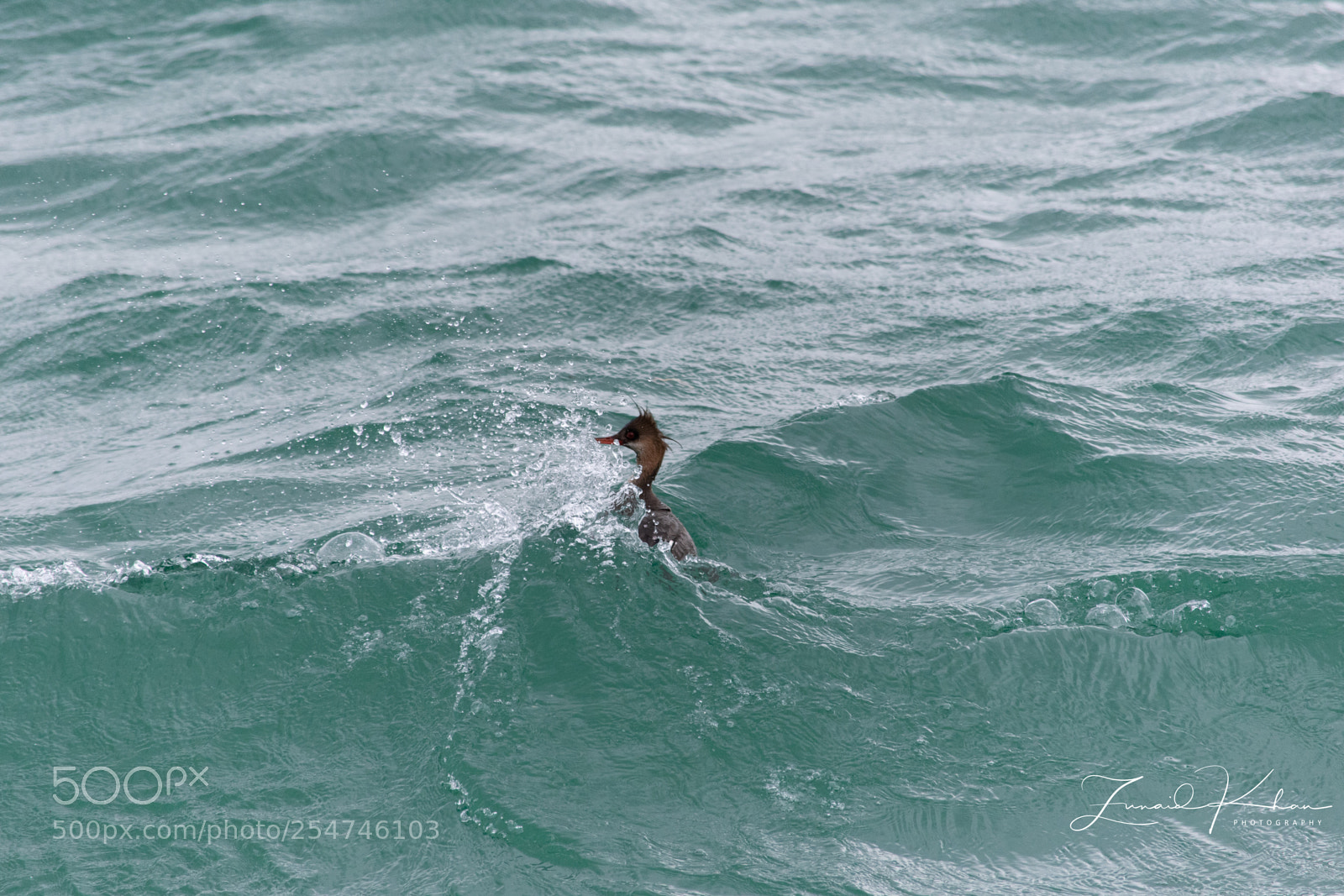 Nikon D3400 sample photo. Moving through the wave photography