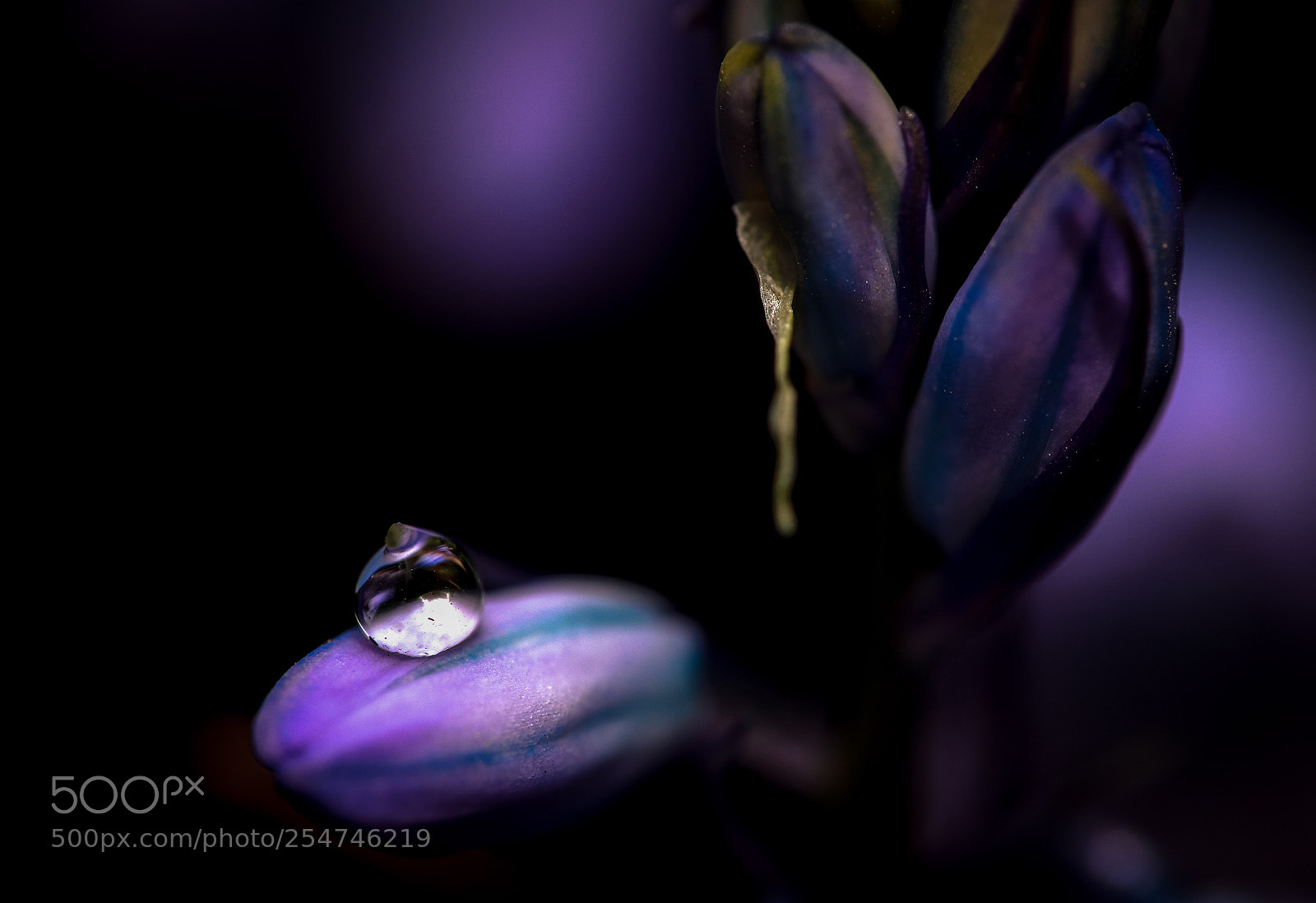 Canon EOS 6D Mark II sample photo. Blooming droplet... photography